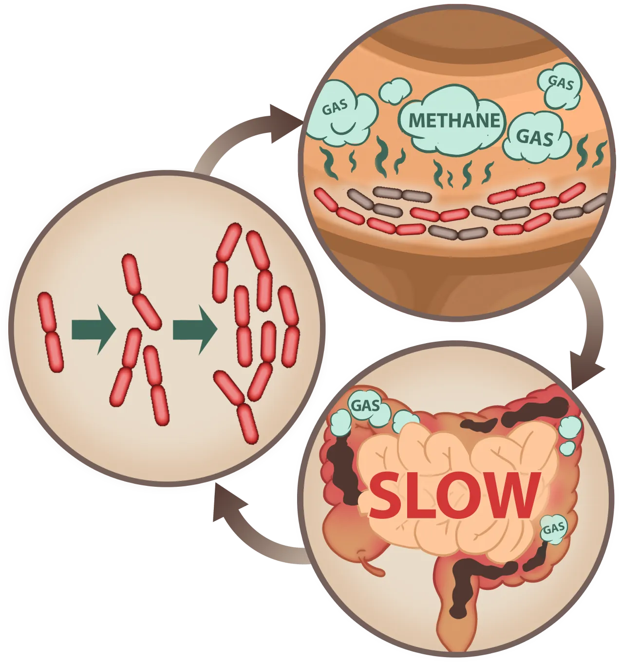 EmmaRelife slows methane gas production for better digestion