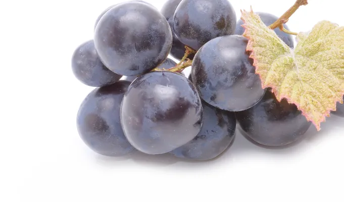 Resveratrol – EmmaRelife antioxidant gut support ingredient