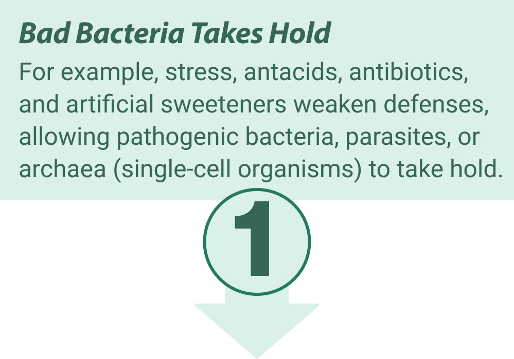 EmmaRelife gut health benefits illustration