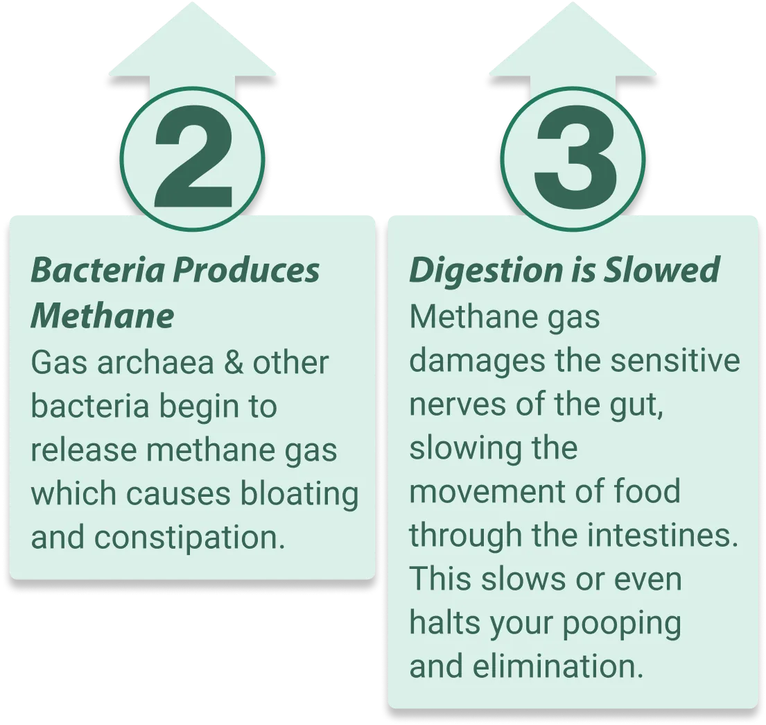 EmmaRelife supports healthy gut microbiome balance