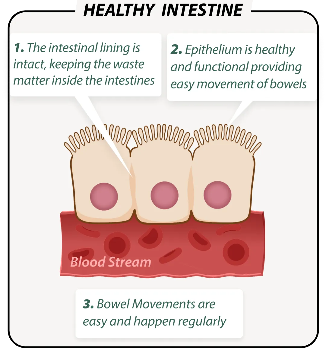 Healthy gut with EmmaRelife – balanced microbiome illustration